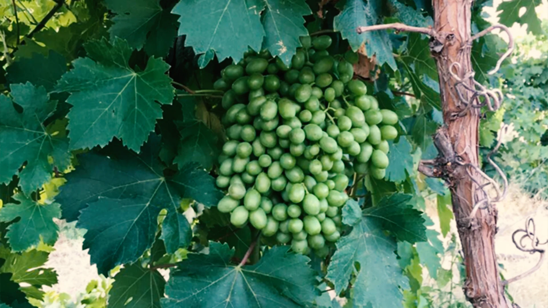 Grapes Garden